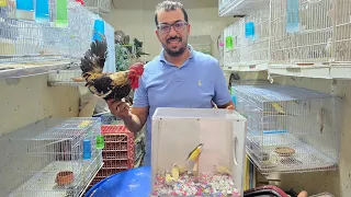 الجديد عند حمدي دائما الأتمنة مناسبة أجيو نتولعو عشاق الفيشر المولينا الكروبيون أقفاص فرجة ممتعة 