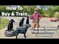 How To Buy Train A Labrador Retriever Puppy To Go Hunting Sometimes