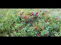Download Lagu Finnish Superfood lingonberry (Vaccinium vitis-idaea)