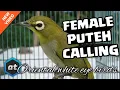 Download Lagu FEMALE MATA PUTEH CALL   PLECI AURIVENTER BETINA MEMANGGIL JANTAN