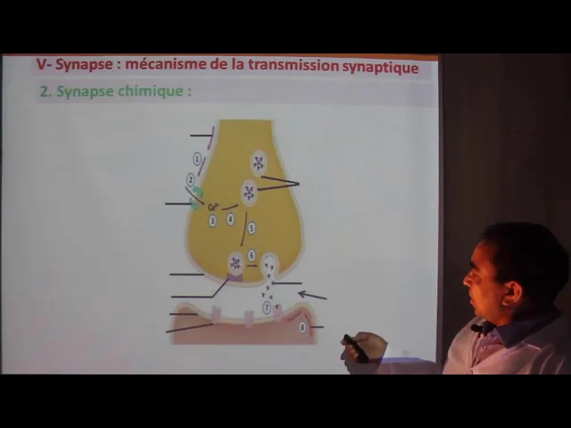 1ère BAC Sc Ex : La communication nerveuse Séquence 4/4