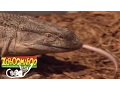 Zoboomafoo Season 1 Episode 3 Dinosaurs Full Episode