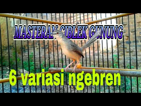 Download MP3 6 VARIASI CIBLEK GUNUNG NGEBREN COCOK BUAT MASTERAN