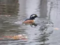 HOODED MERGANSER WILLOW POND MOUNT AUBURN CEMETERY FRI MAR 09 2018 8362