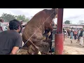 Download Lagu KUMPULAN SAPI LUCU RAKSASA TURUN DARI TRUK SAMPE JAMPING ‼️🔥🔥🔥