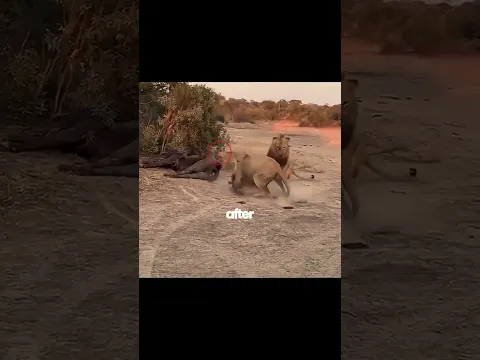 2 Lions Takeover a Pride in South Africa!