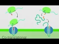 Endoplasmic Reticulum Protein Transport Cytoplasm to ER and ER to Cytoplasm