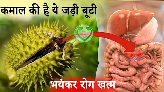 हीरे से कीमती ये पौधा, पहचान लो अद्भुत और चमत्कारी जंगली जड़ी बूटी छोटा धतूरा, मिल जाए तो छोड़ना मत