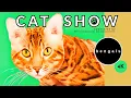 Daisy s Diary TICA All Breed Cat Show Judging Bengal Cats Kittens Auburn CA 2023 4K