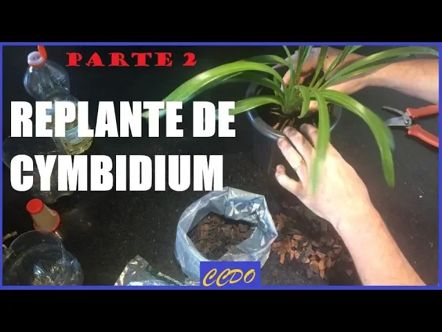 COMO PLANTAR ORQUÍDEA CYMBIDIUM TÉCNICA DE REPLANTE DE CYMBIDIUM