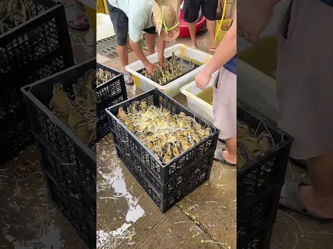 Little‑Known Farm Hack For Shipping Live Young Ducklings