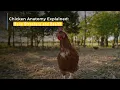 Chicken Anatomy Explained Bone Structure and Health