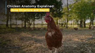 Chicken Anatomy Explained Bone Structure and Health