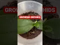 Download Lagu GROWING ORCHIDS FROM STEM CUTTINGS 🪴❤️🪴/ Vlog #K981