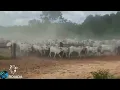 Seleção de Ouro - Tião Carreiro e Pardinho (4)