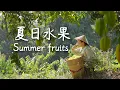 Download Lagu Summer in Yunnan: endless fruit to pick, endless joy — how could I not love my hometown?【滇西小哥】