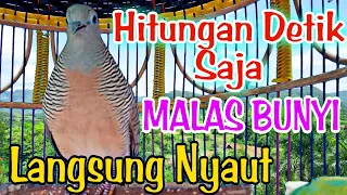 Download Masteran pancingan perkutut lokal gacor Untuk yang macet bunyi langsung nyaut. MP3