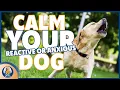 Calm Your Reactive Or Anxious Dog And Reduce Your Stress About Lunging Barking Growling