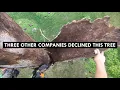 Dead Tree Removal