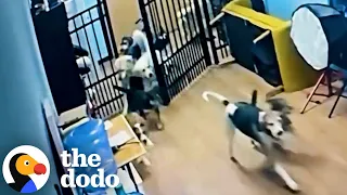 Hound Gets Caught Breaking All Her Friends Out Of Daycare | The Dodo