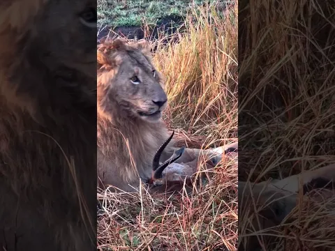 Big Male Lion Attacks a Young Animal | A Powerful Wildlife Encounter in Africa #savelions