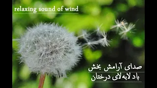 آرامش روح و ذهن تمرکز خالص با صدای باد لا به لای درختان                                            دندنها