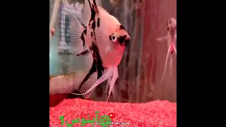 غذا دادن درست به ماهی آبنوس1 Co2 گوپی آکواریوم تترا 