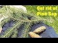 How to remove pine sap