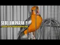 Download Lagu Pancingan Anis Merah Terbaik 2025! Instan Rombak Burung Bisu Jadi Cerewet Parah