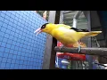 Download Lagu BURUNG KEPODANG GACOR SAMPAI TELER.