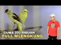 Download Lagu Cuma 200 Ribuan❗Kenari Full Mlengkung