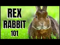 Rex Rabbit 101 All You Need To Know