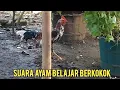 Download Lagu Suara Ayam Belajar Berkokok