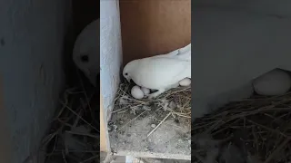 هو اي اللي بيحصل ده 