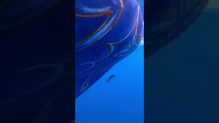 #sailing #boat #ocean #tuna #swimmingtuna #underwater #fullkeel #keel