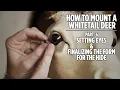 How To Mount A Whitetail Deer - Part 6
