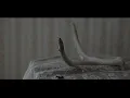 Download Lagu In Mourning - At the behest of night (official music video)