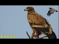 Download Lagu SUARA BURUNG ELANG