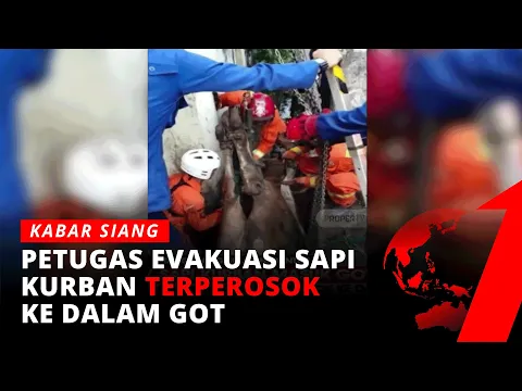 Petugas Damkar Evakuasi Sapi Kurban di Tangsel yang Masuk ke Dalam Got