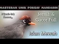 Download Lagu Masteran Unik Poksay Genting Anda Langsung Ngecass Ngeplong,Pancingan Ngekek Panjang,isian Mewahnya