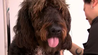 Cómo cuidar a nuestras mascotas de parásitos interiores y exteriores