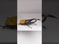 Download Lagu Top 10 most expensive beetles.|#xplore10™|