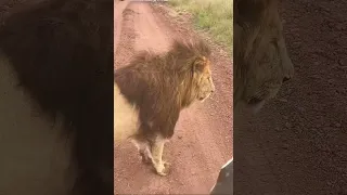 هجوم الاسد موغشمرة 