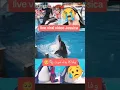 Download Lagu Jessica live viral video 😭🥺#jessica #jessicathivenin #viralshort #incidentupdate #dolphin #fypviral