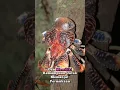 Download Lagu Hati-hati! ini bukan buah kelapa! Tapi... 😱