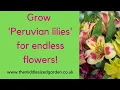 Growing alstroemerias - everything you need to know esp how to pick them