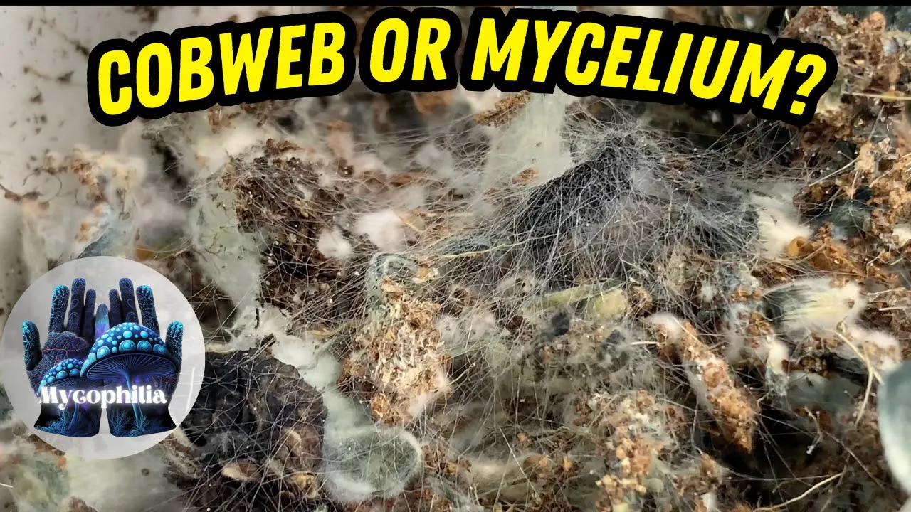 Do You Have Cobweb Mold Or Mycelium? And Bluing/Bruising After Misting?