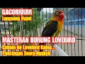 Download Lagu Masteran Burung Lovebird Ngekek Ngetik Pancingan Suara Lakbet Gacor