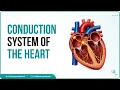 Conduction system of the heart - Sinoatrial node AV Node Bundle of His Purkinje fibers Animation