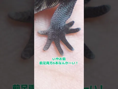 いそじまんの面積 #爬虫類 #レオパ #leopardgecko